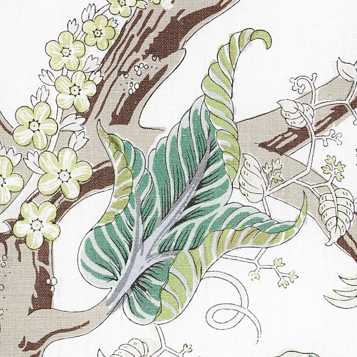 INDIAN ARBRE_ CITRON