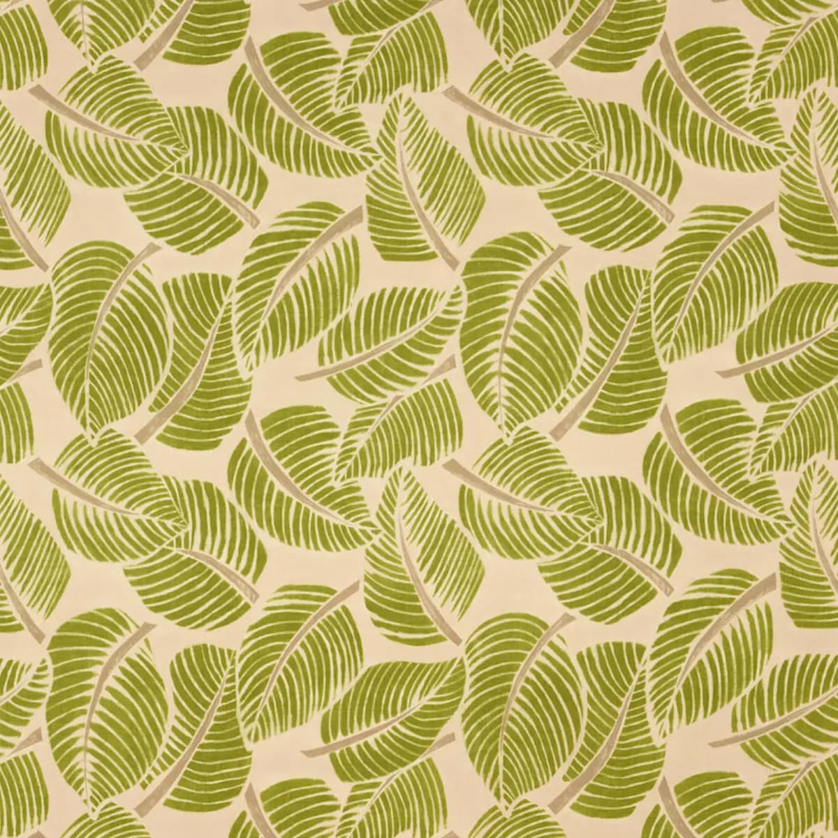 COSTA RICA_ LEAF