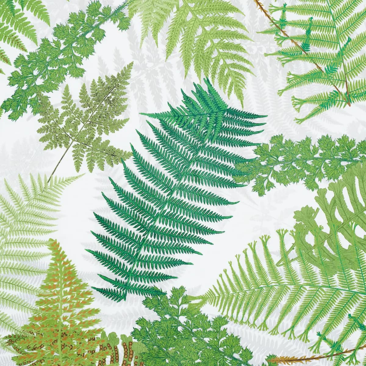 FERNARIUM_ GREEN & IVORY