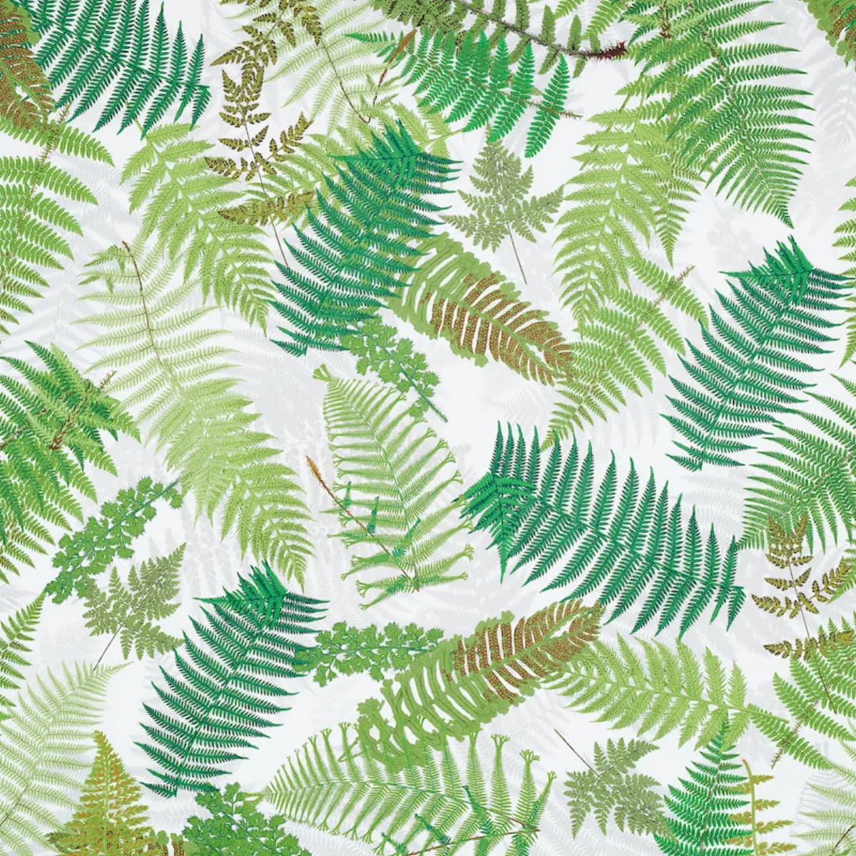 FERNARIUM_ GREEN & IVORY