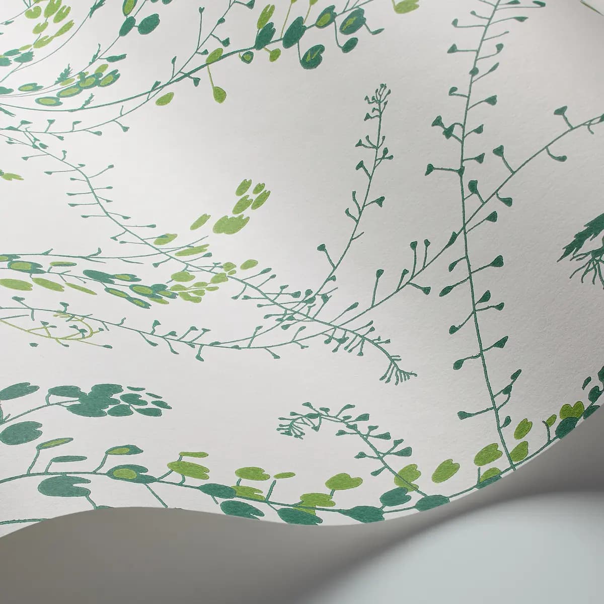 BLADRANKER_ LEAF