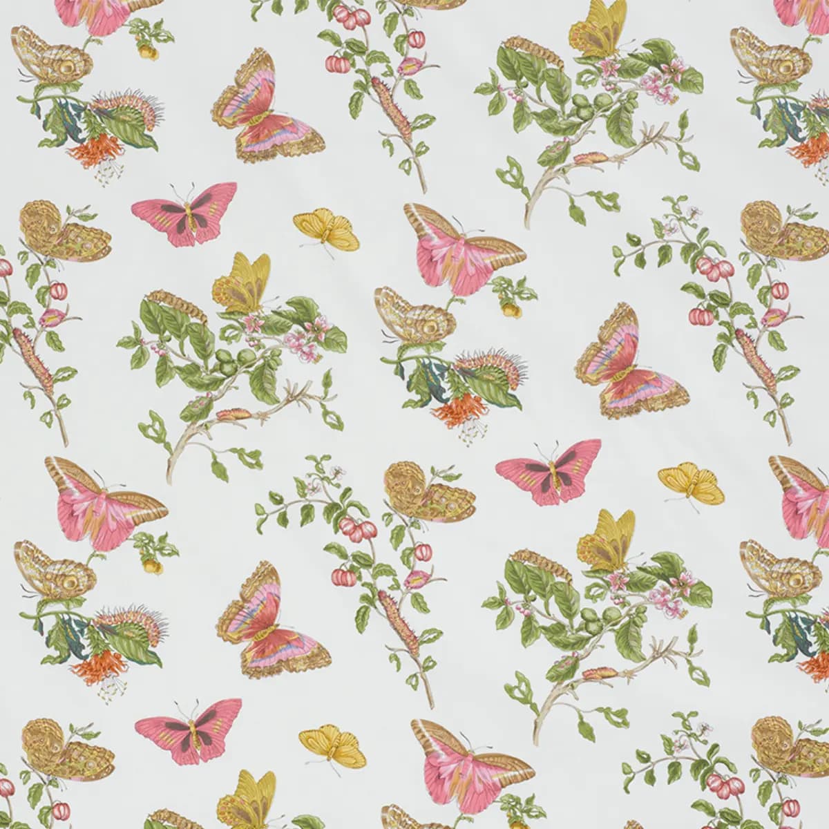 BAUDIN BUTTERFLY CHINTZ_ BLUSH