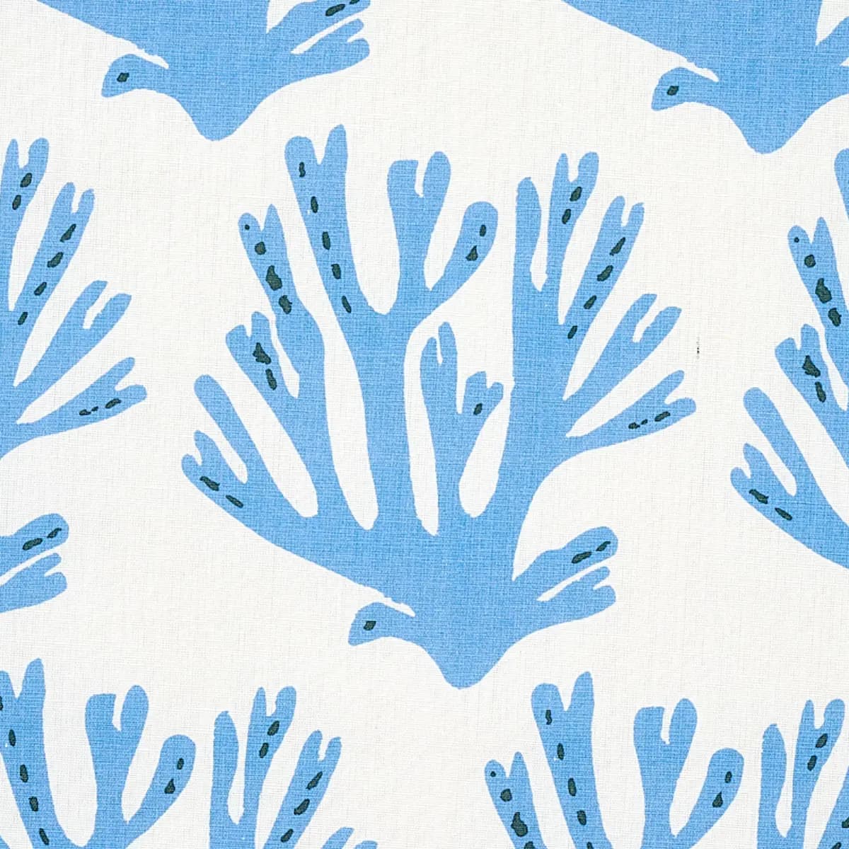 CORAL_ BLUE