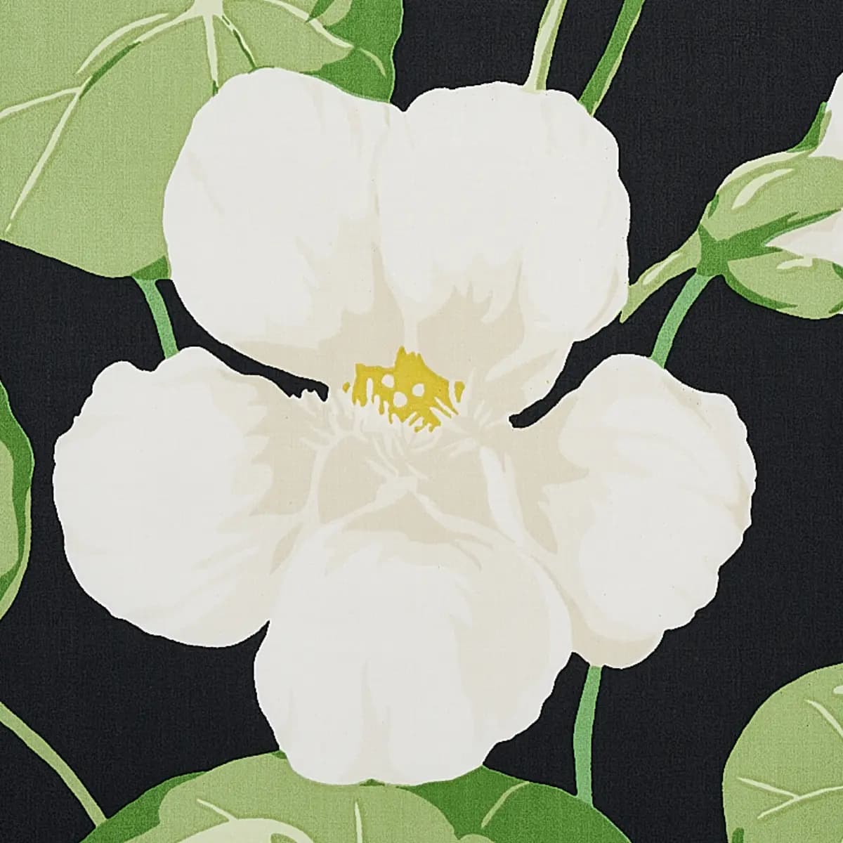 NASTURTIUM_ NOIR