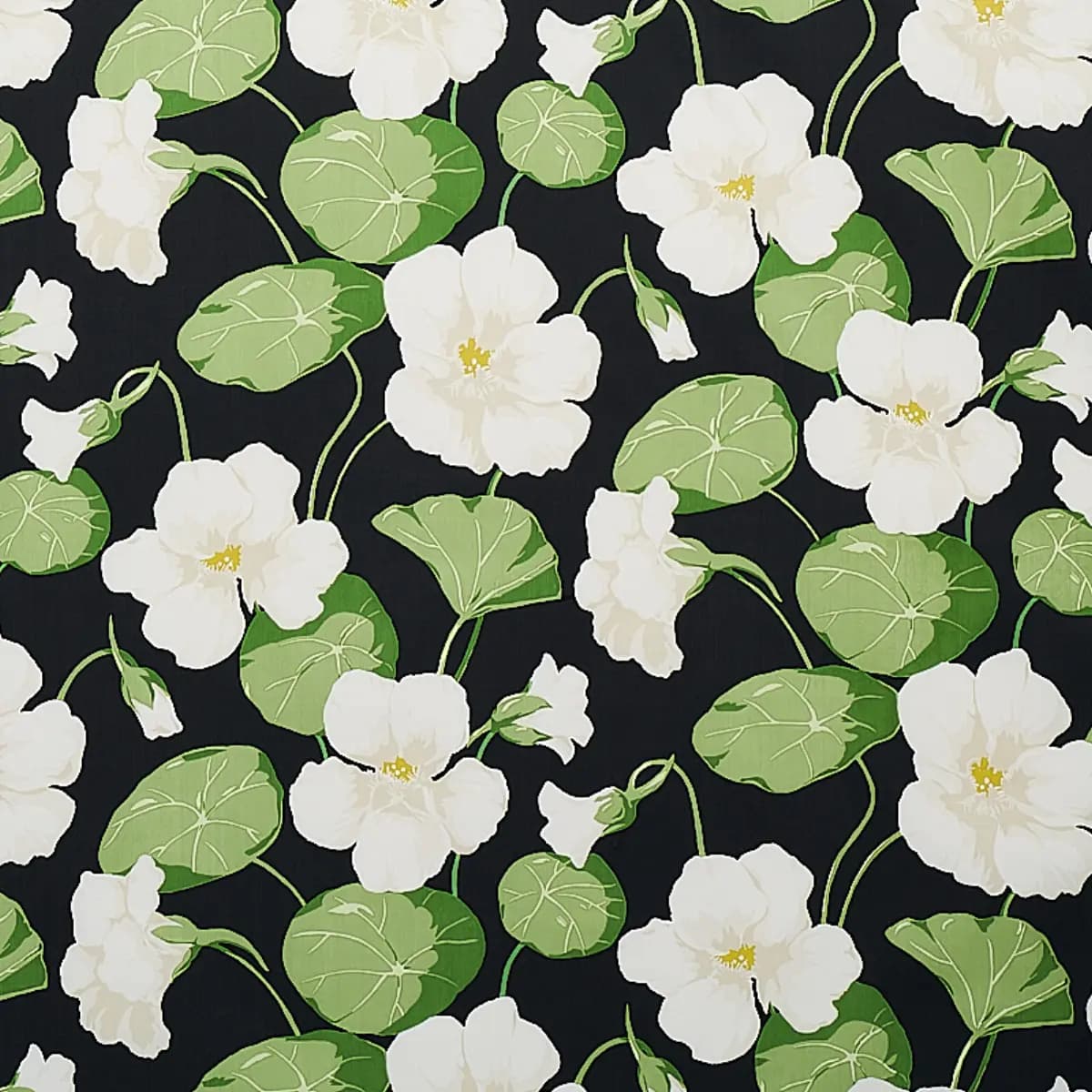 NASTURTIUM_ NOIR