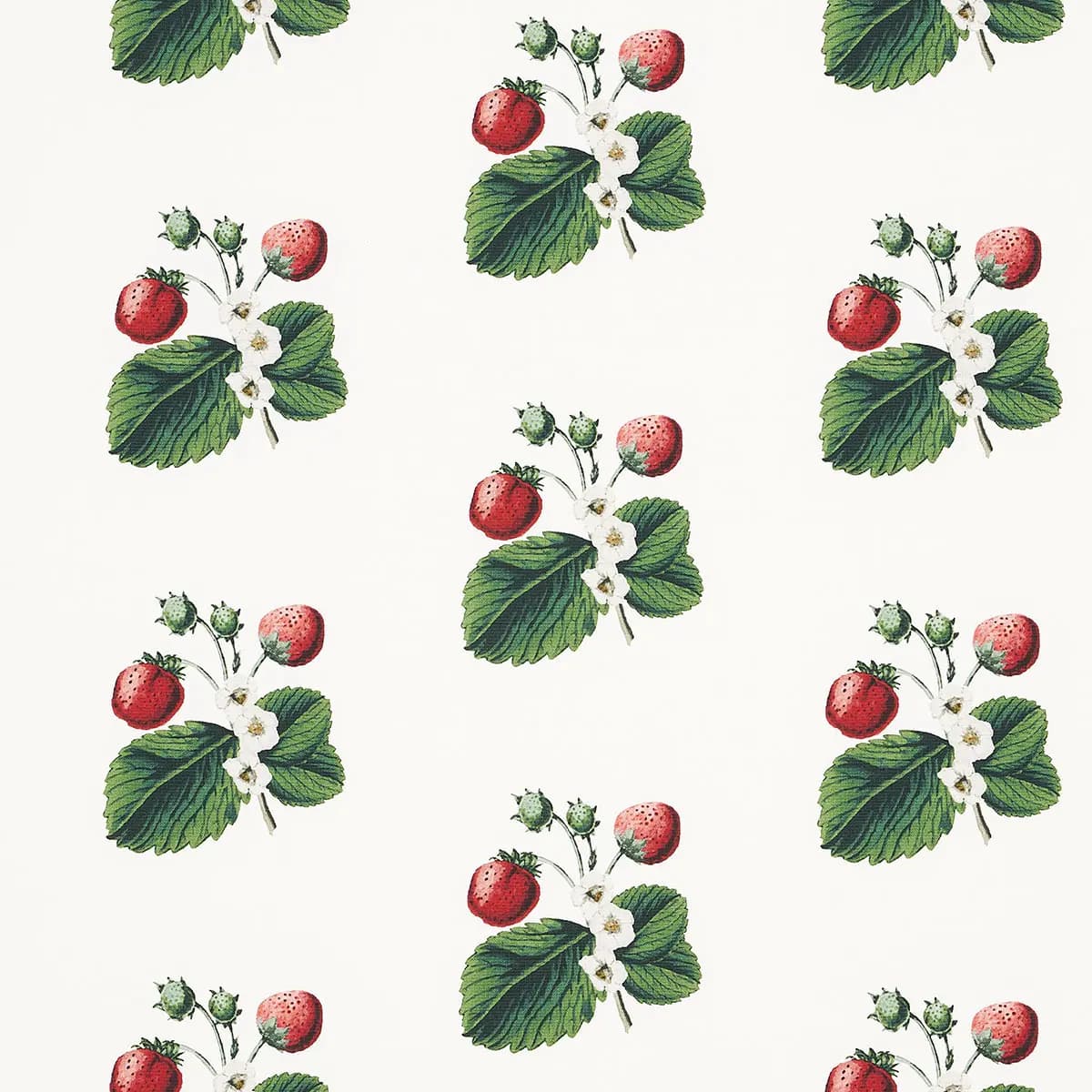 STRAWBERRY HILL_ WHITE