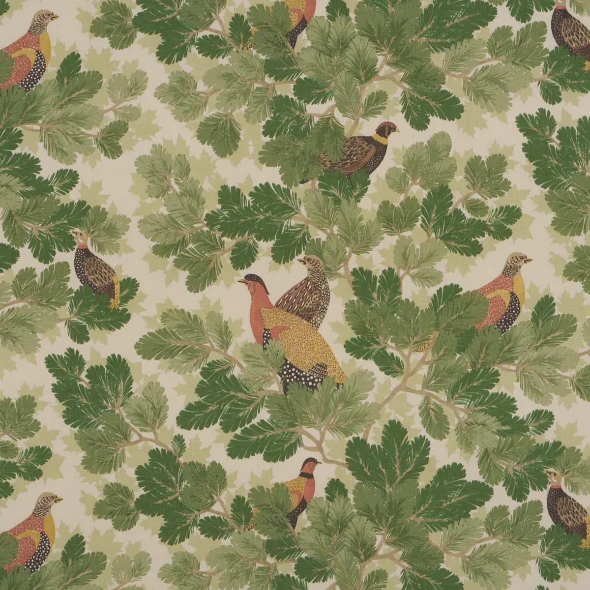 COVEY HEDGE_ PINE