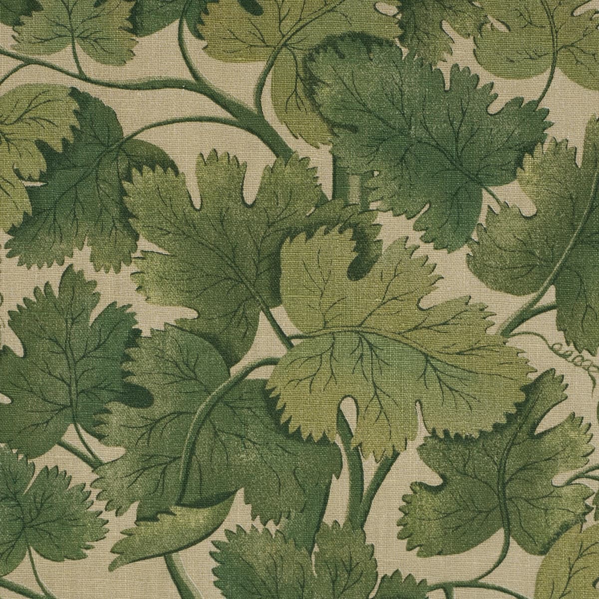 EDINBURGH VINE_ MOSS