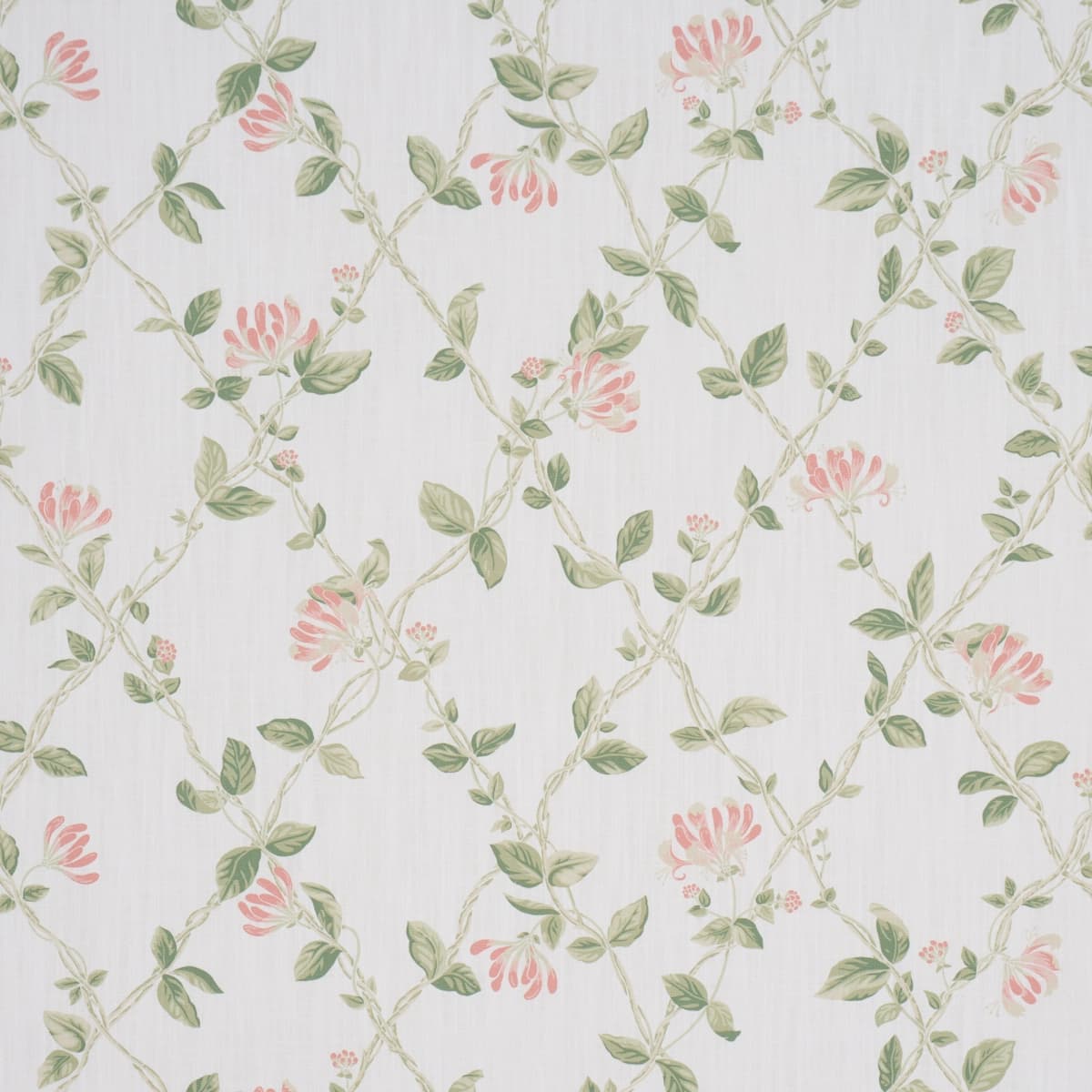 HONEYSUCKLE_ LEAF