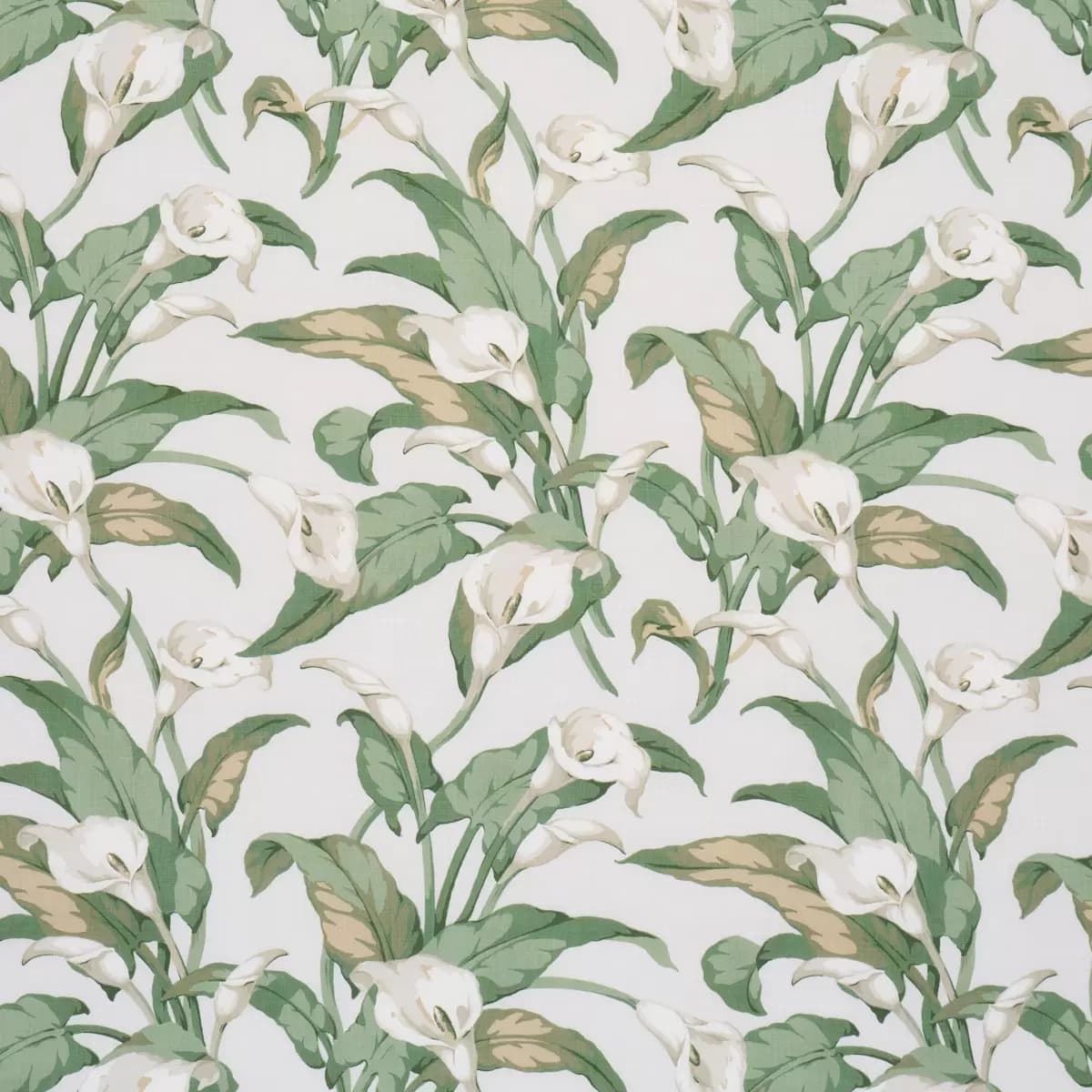 ARUM LILIES_ IVORY