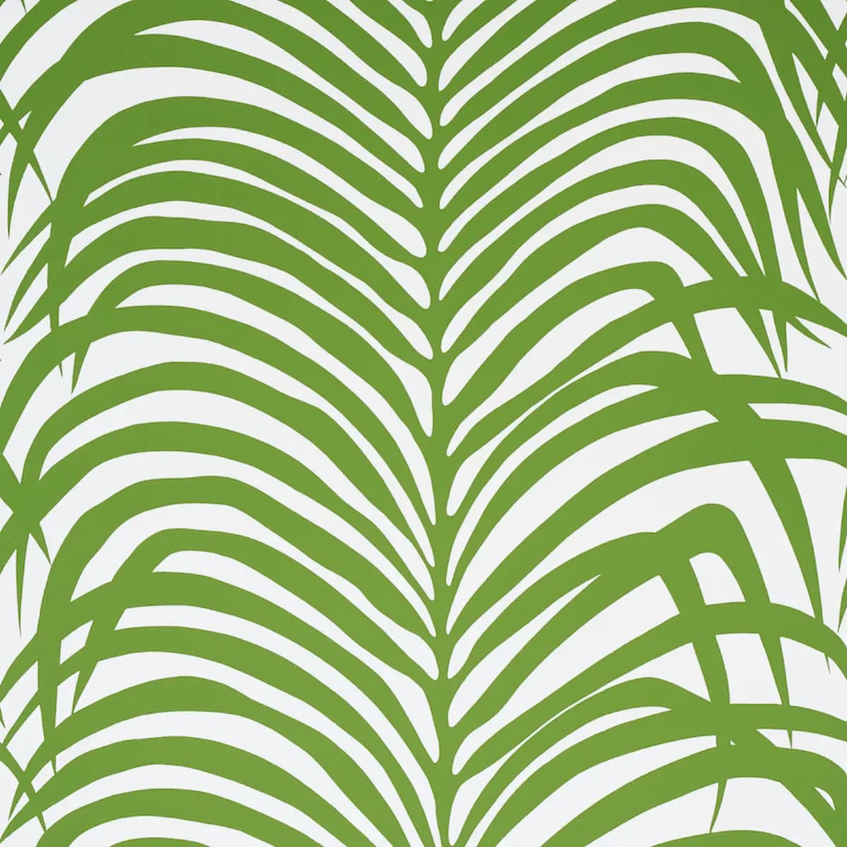 ZEBRA PALM_ JUNGLE
