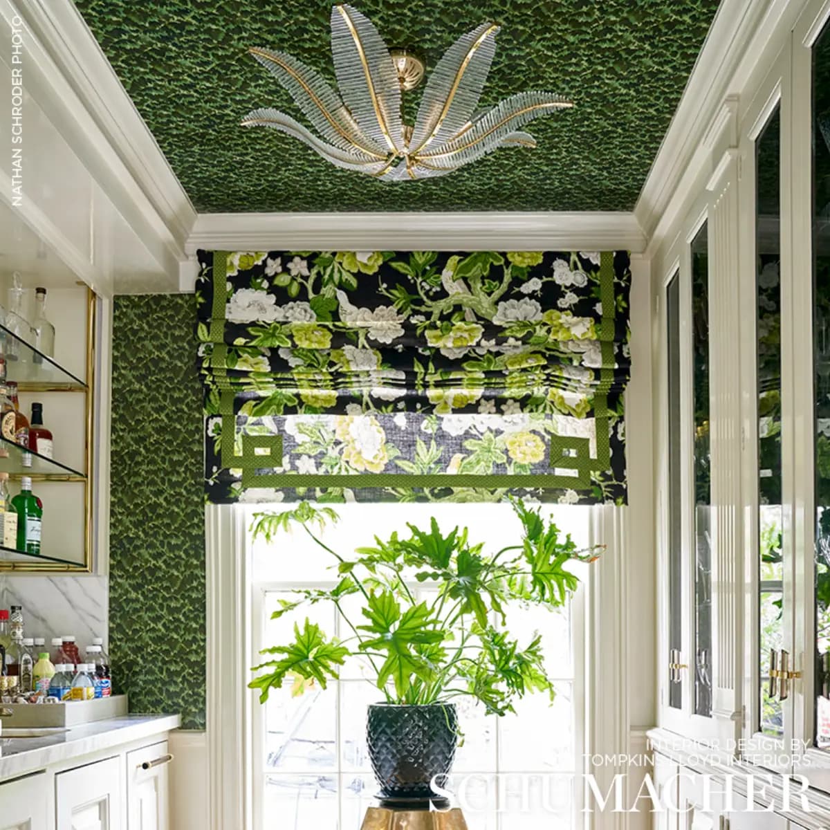 TORTOISE_ AMAZON