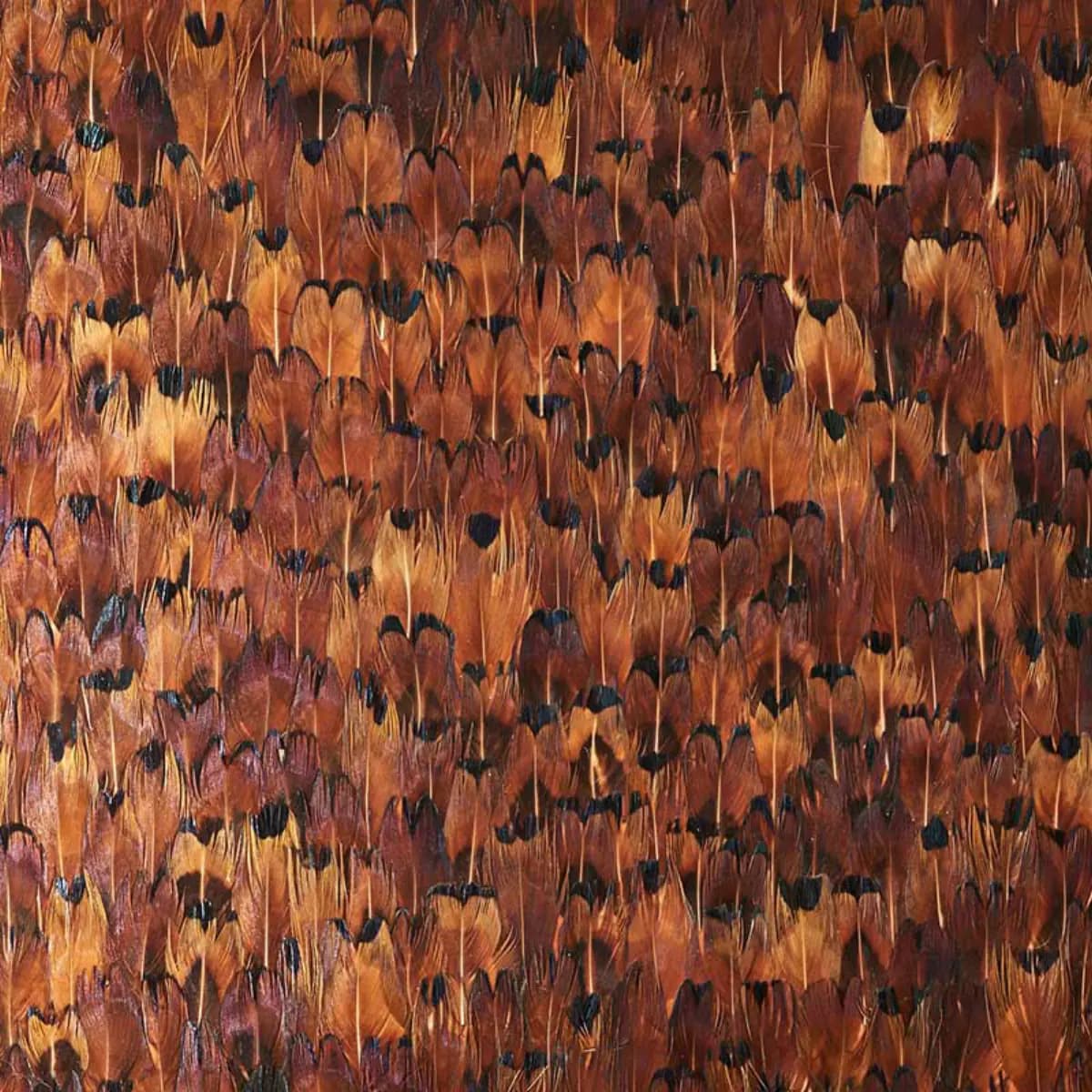 COPPER_ CHOCOLATE