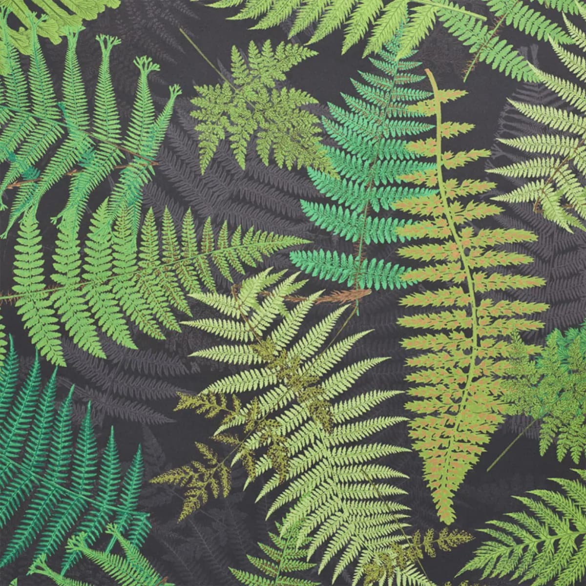 FERNARIUM_ BLACK & LEAF