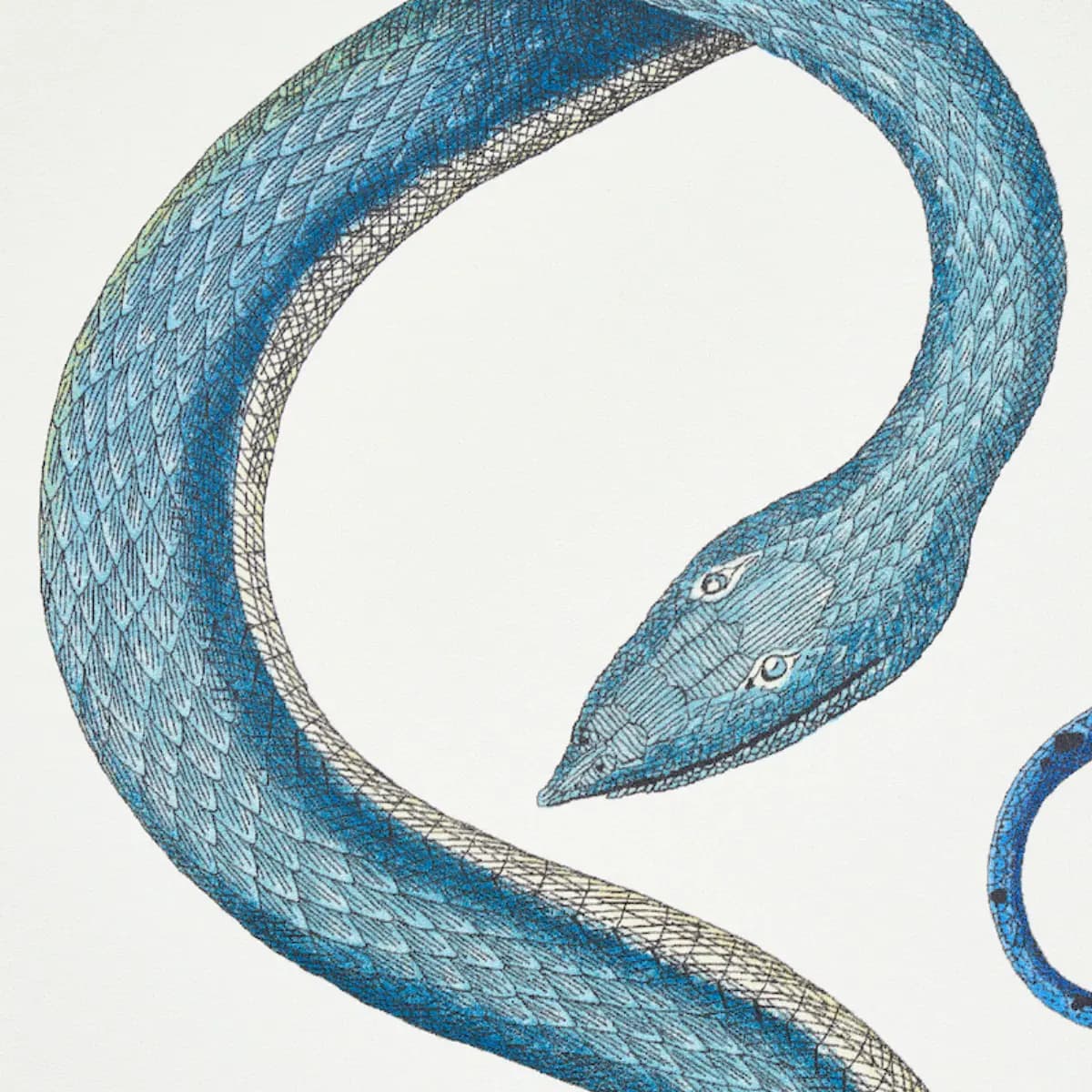 GIOVE_ EMERALD & SAPPHIRE