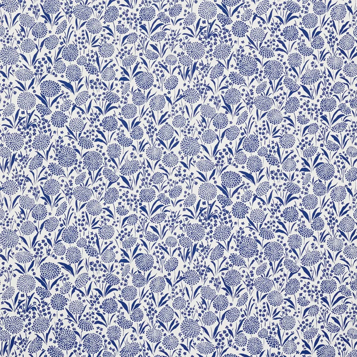 Chrysanthemum_ BLUE