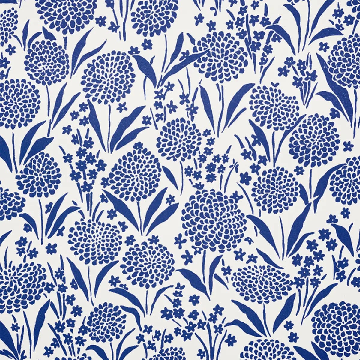 Chrysanthemum_ BLUE