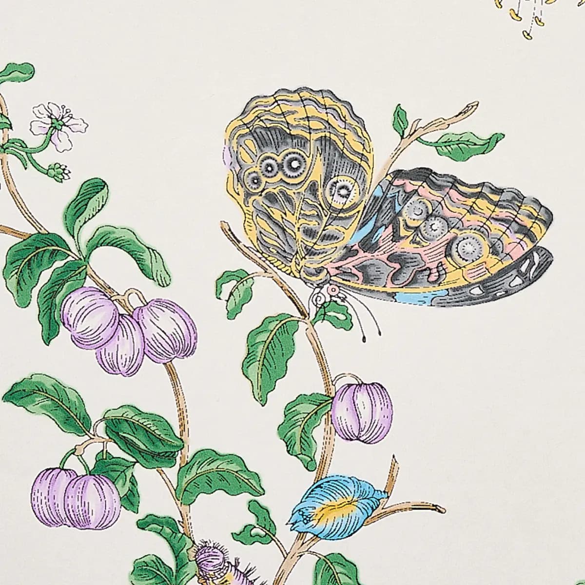 BAUDIN BUTTERFLY_ TURQUOISE