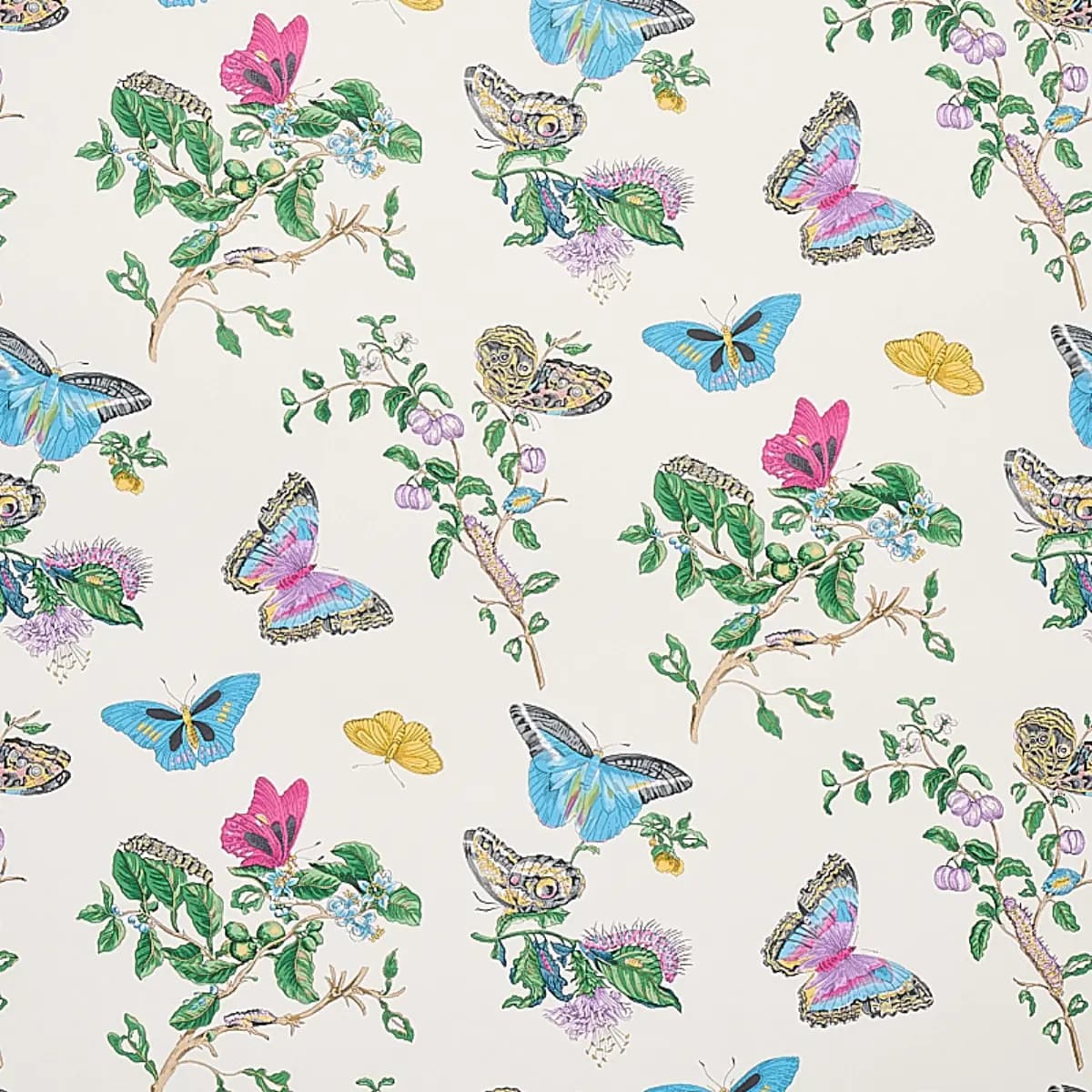 BAUDIN BUTTERFLY_ TURQUOISE