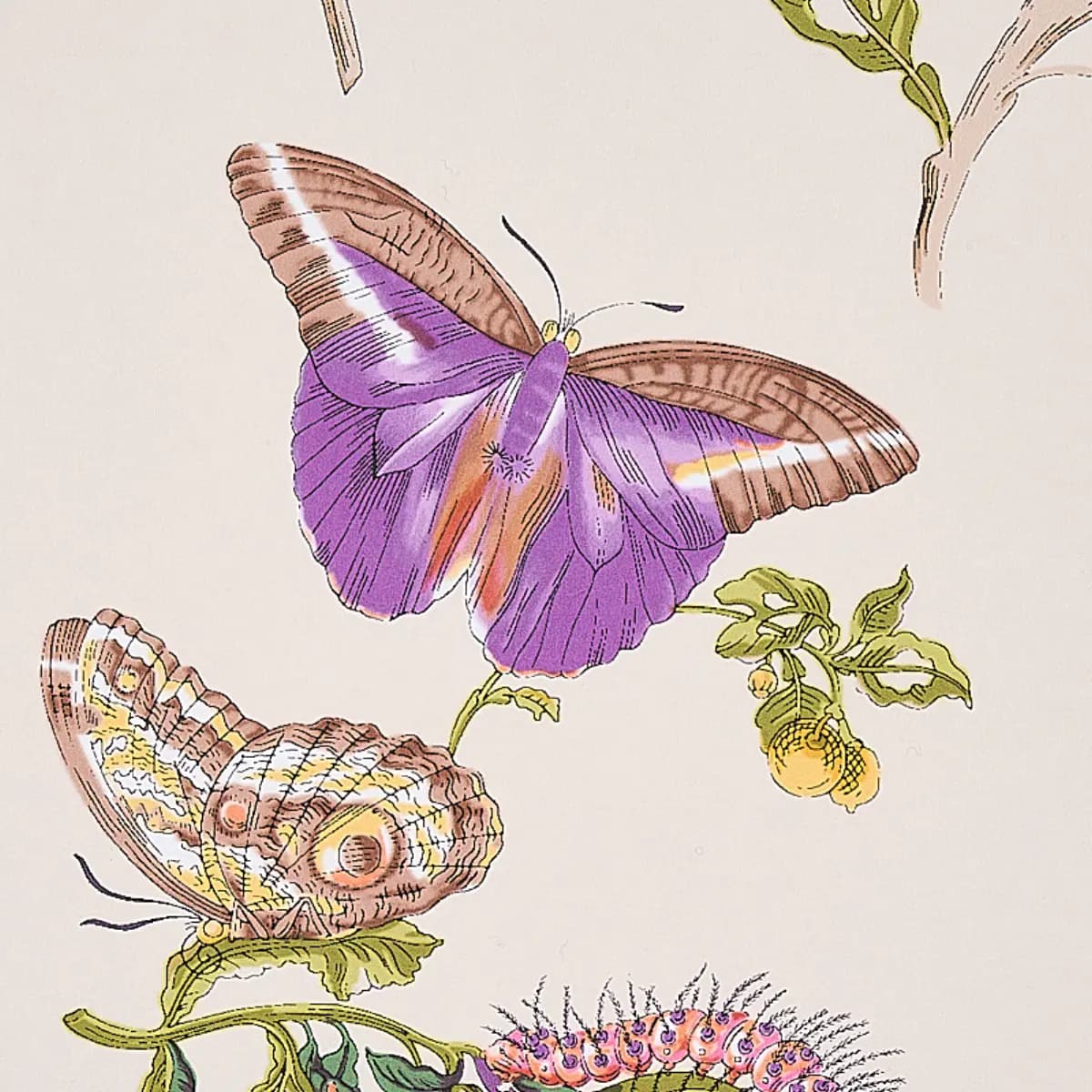 BAUDIN BUTTERFLY_ PURPLE
