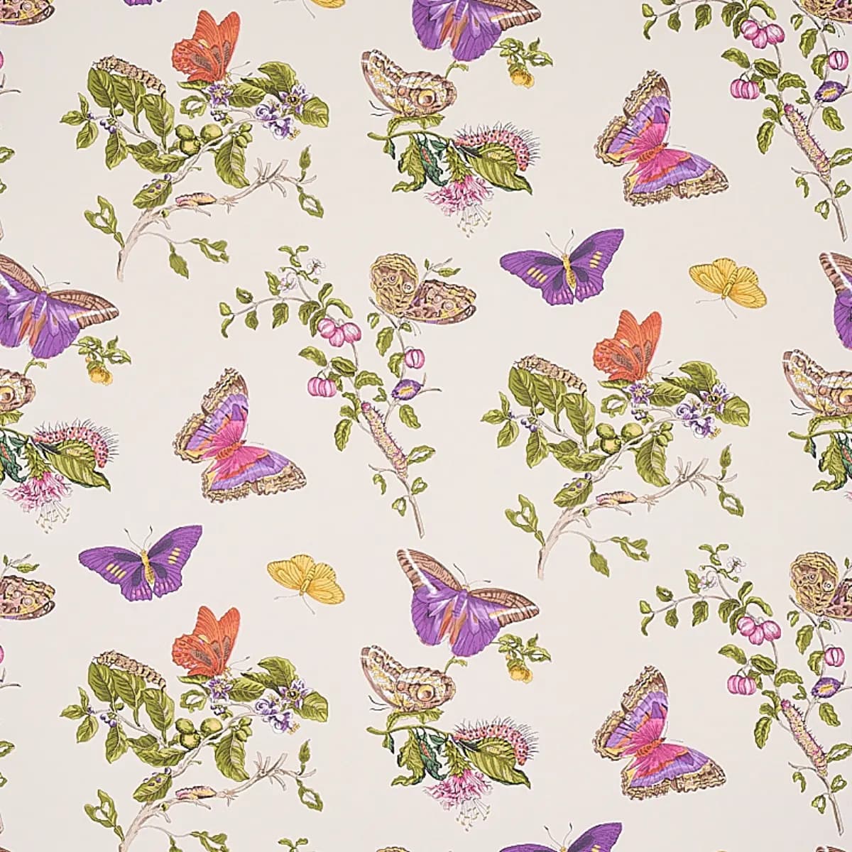 BAUDIN BUTTERFLY_ PURPLE
