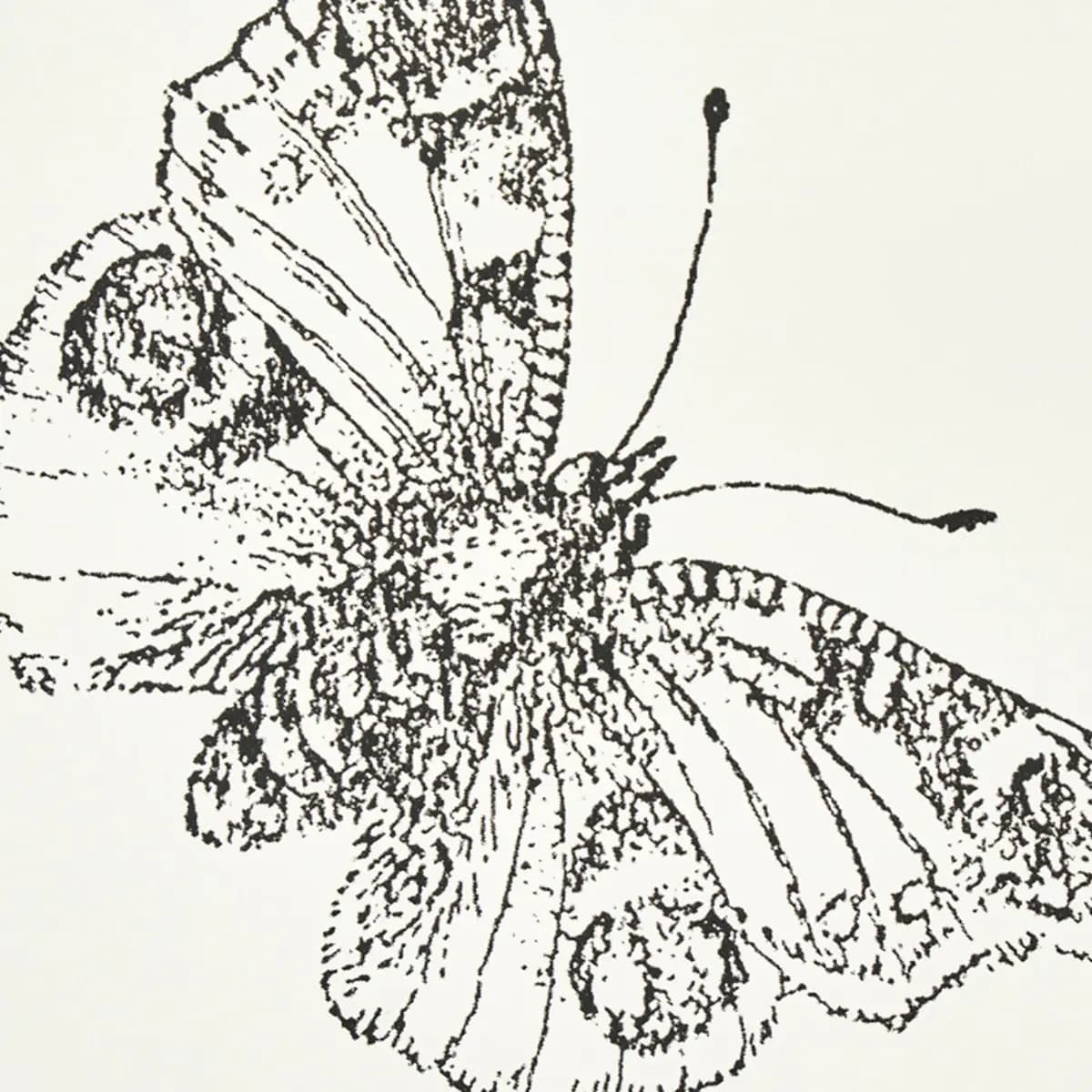 BURNELL BUTTERFLY_ IVORY