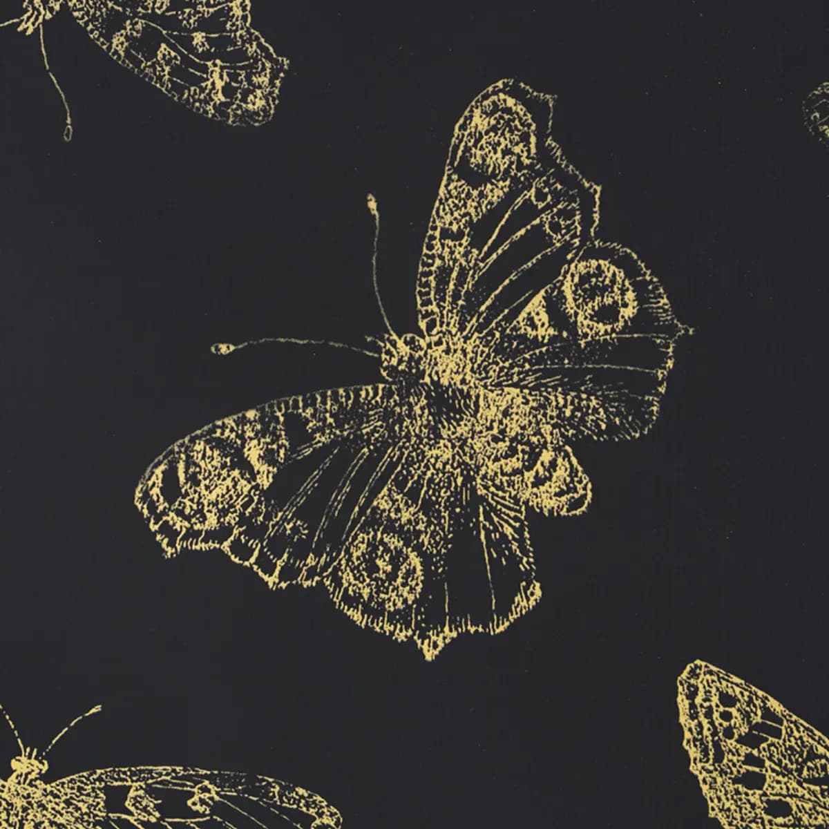 BURNELL BUTTERFLY_ BLACK