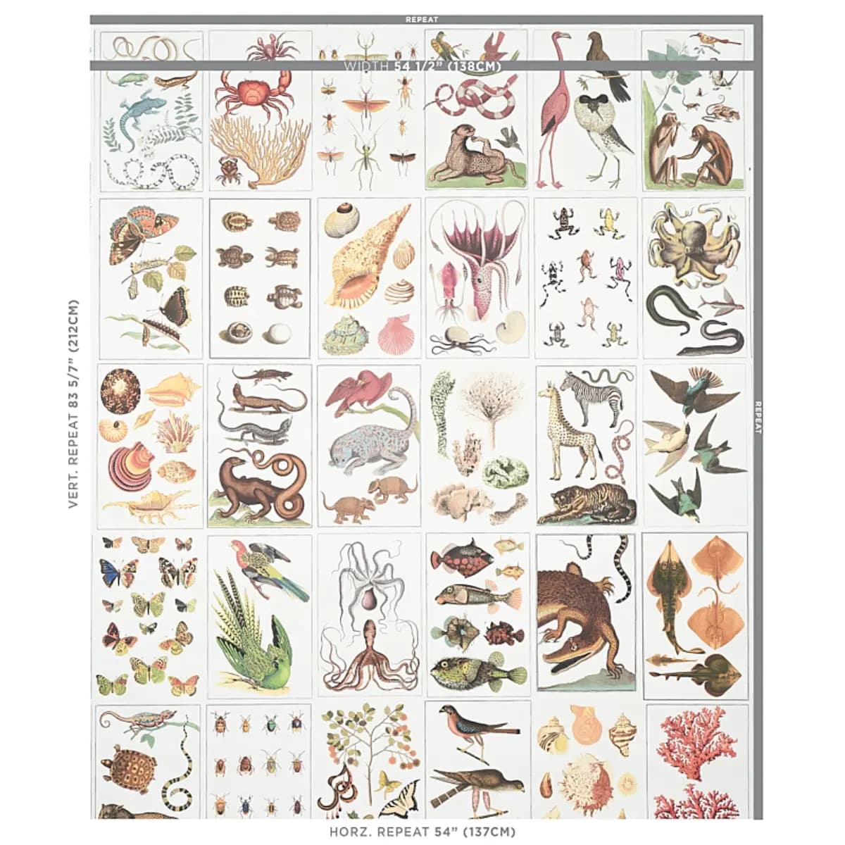 BAUHIN_ DOCUMENT MULTI