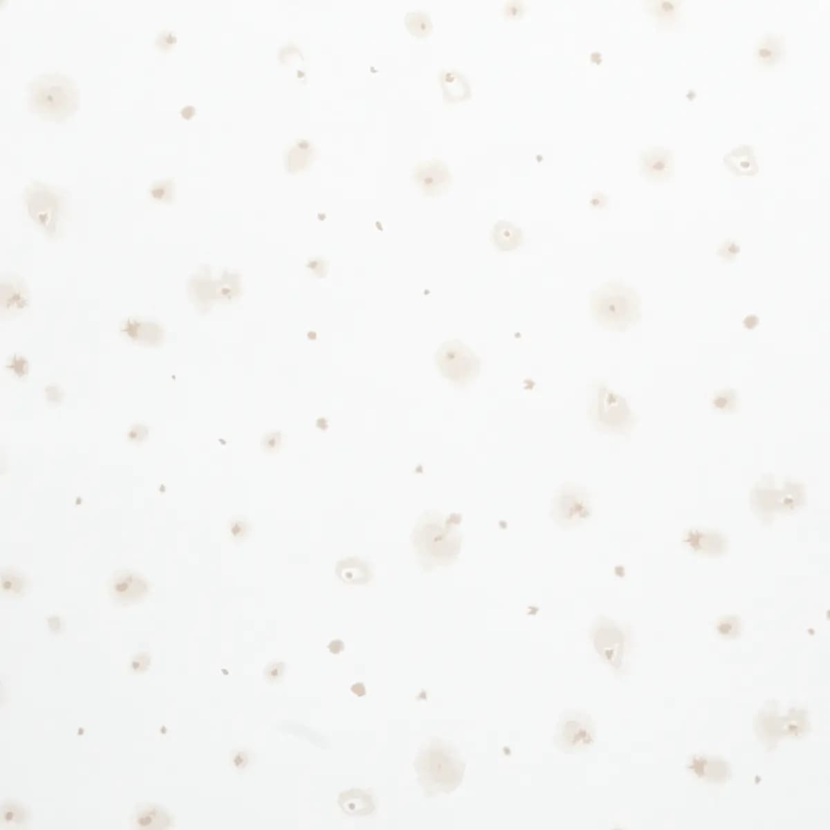 STELLAR_ NEUTRAL