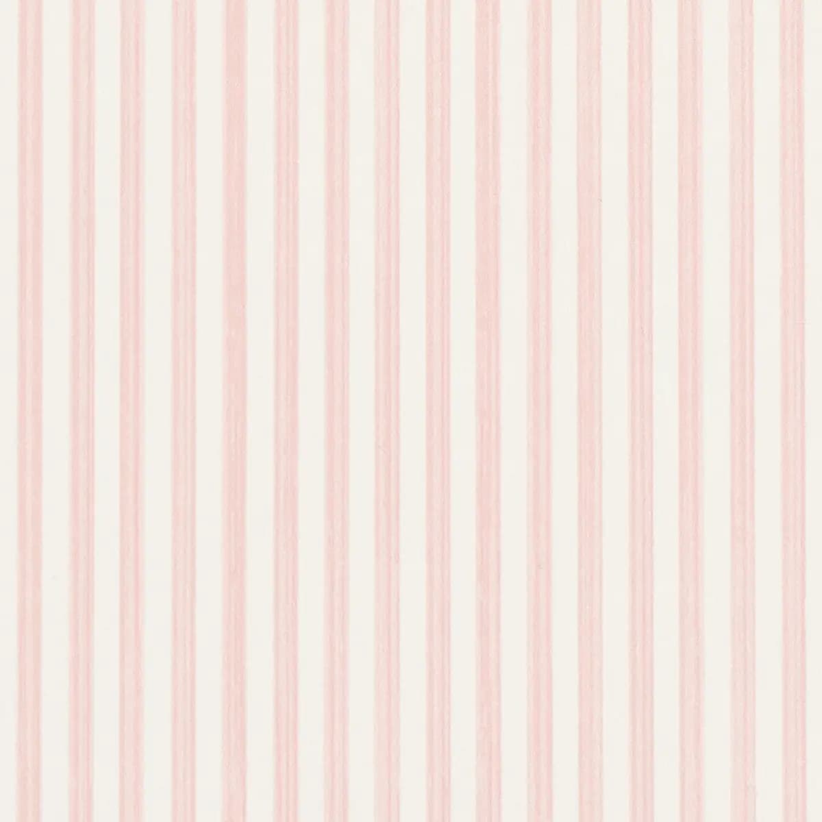 EDWIN STRIPE NARROW_ PETAL