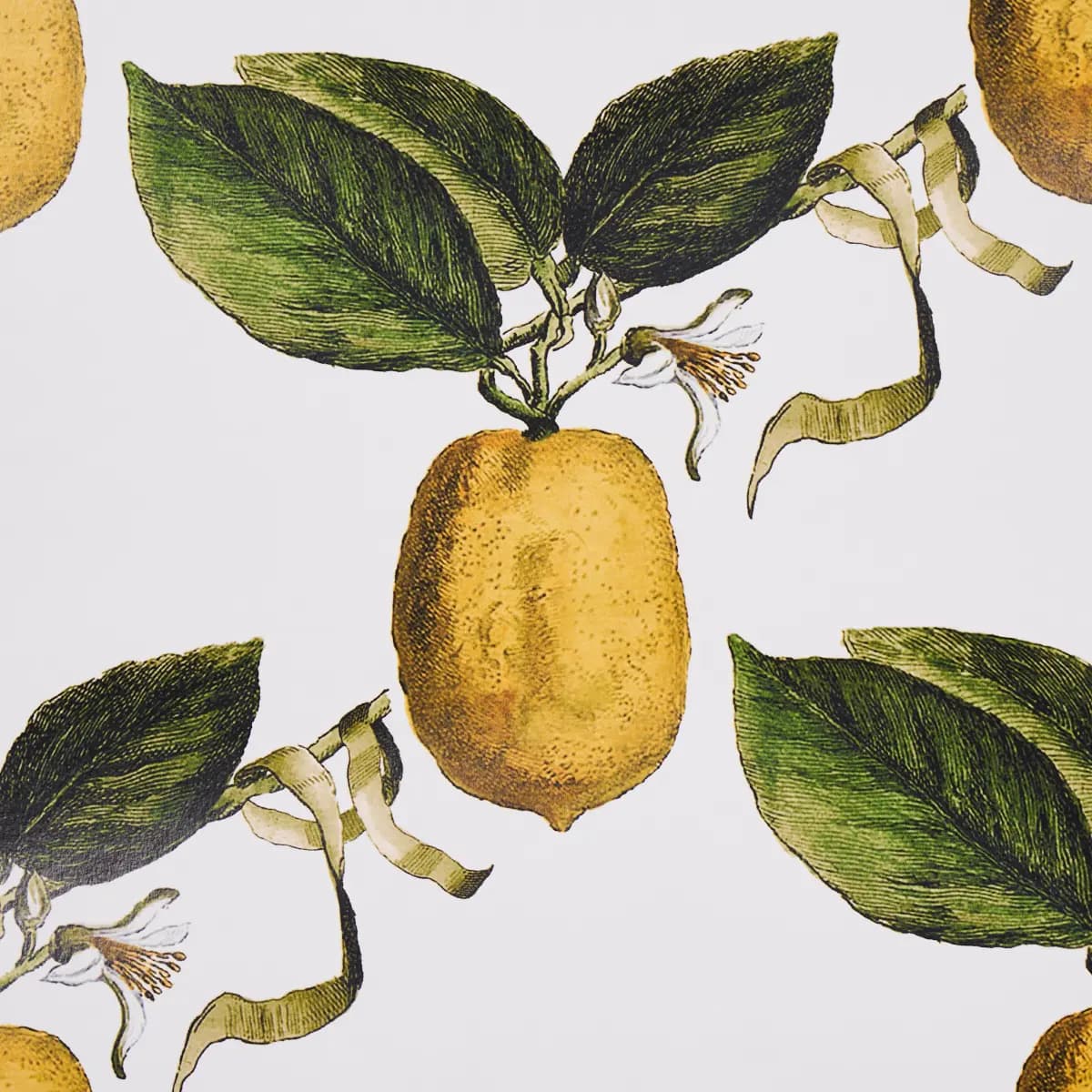 LE CITRON_ IVORY