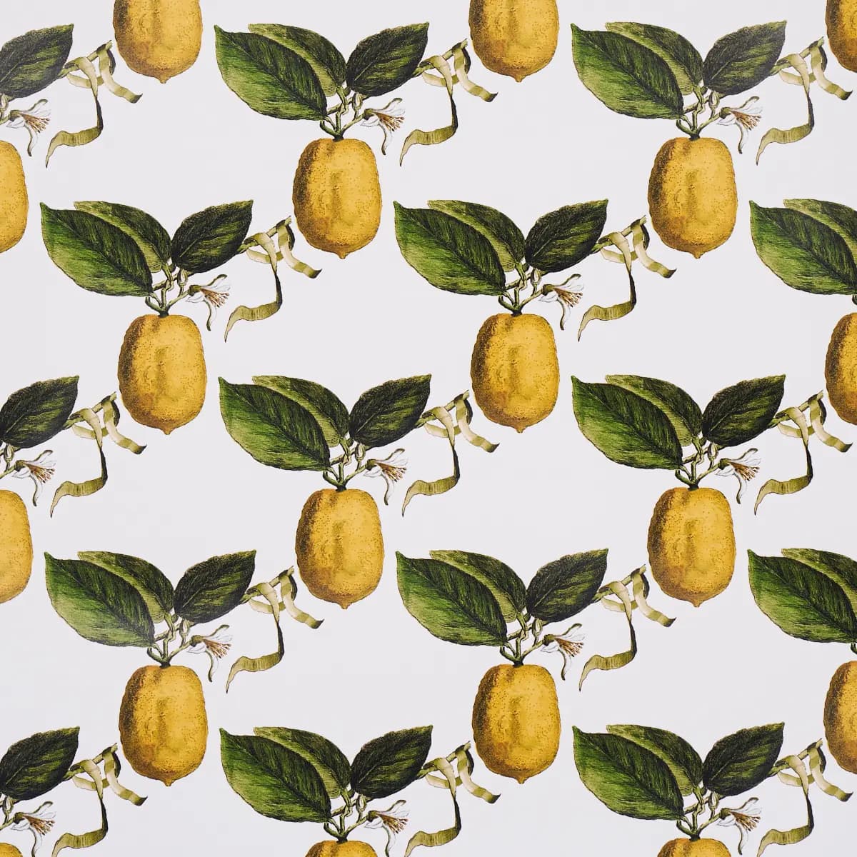 LE CITRON_ IVORY