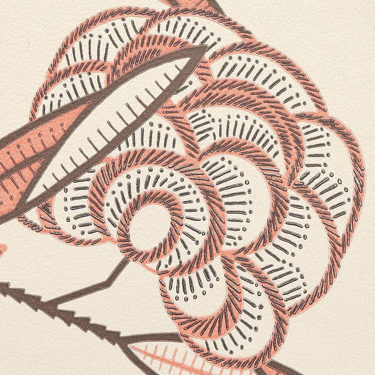 JACOB'S TREE_ OLD ROSE