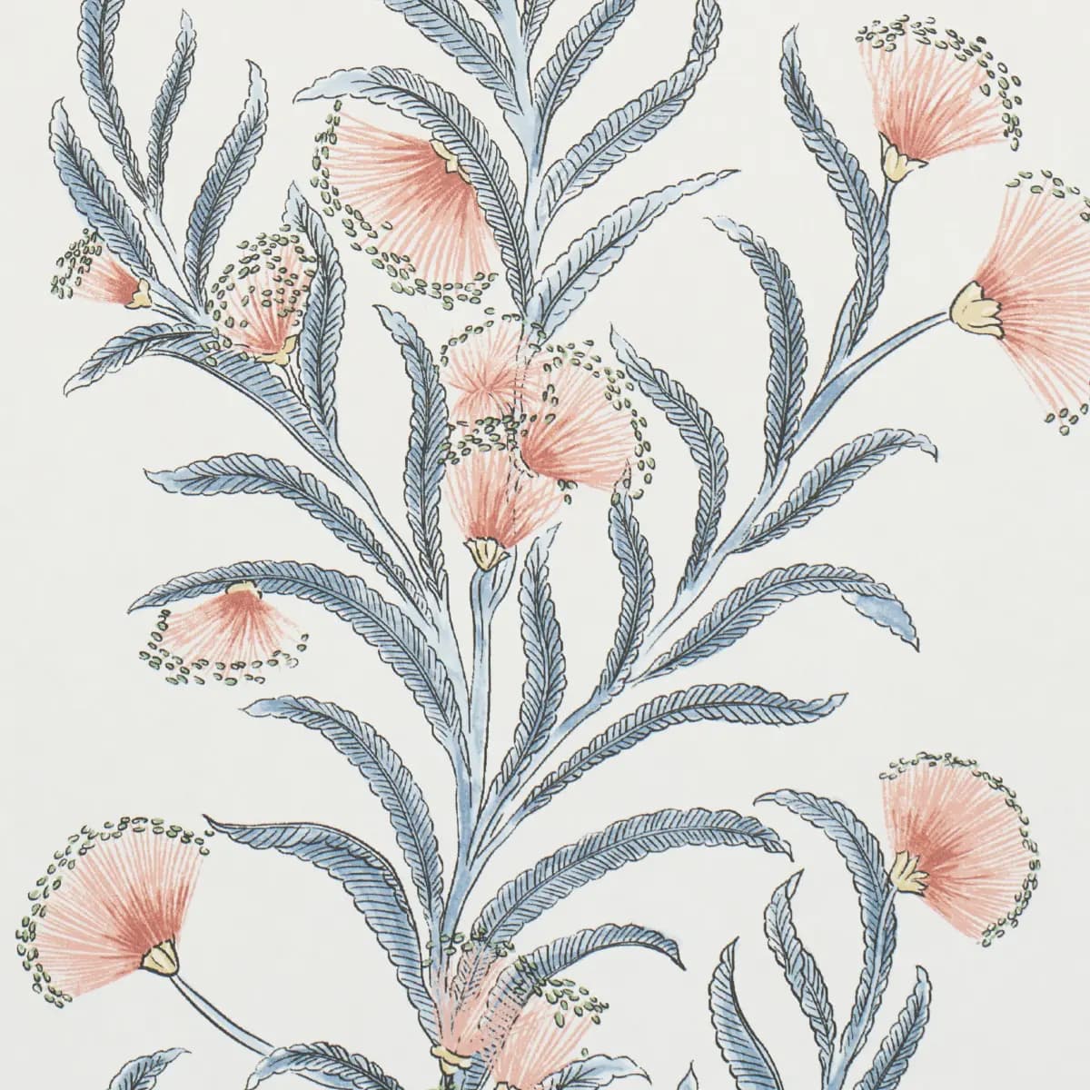 TASMANIAN MIMOSA_ PINK & GREY