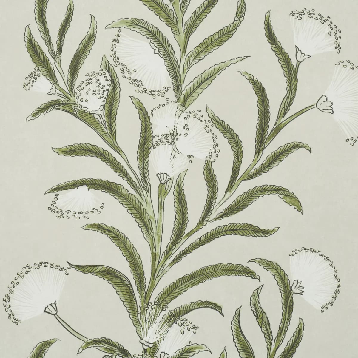 TASMANIAN MIMOSA_ IVORY & GREEN