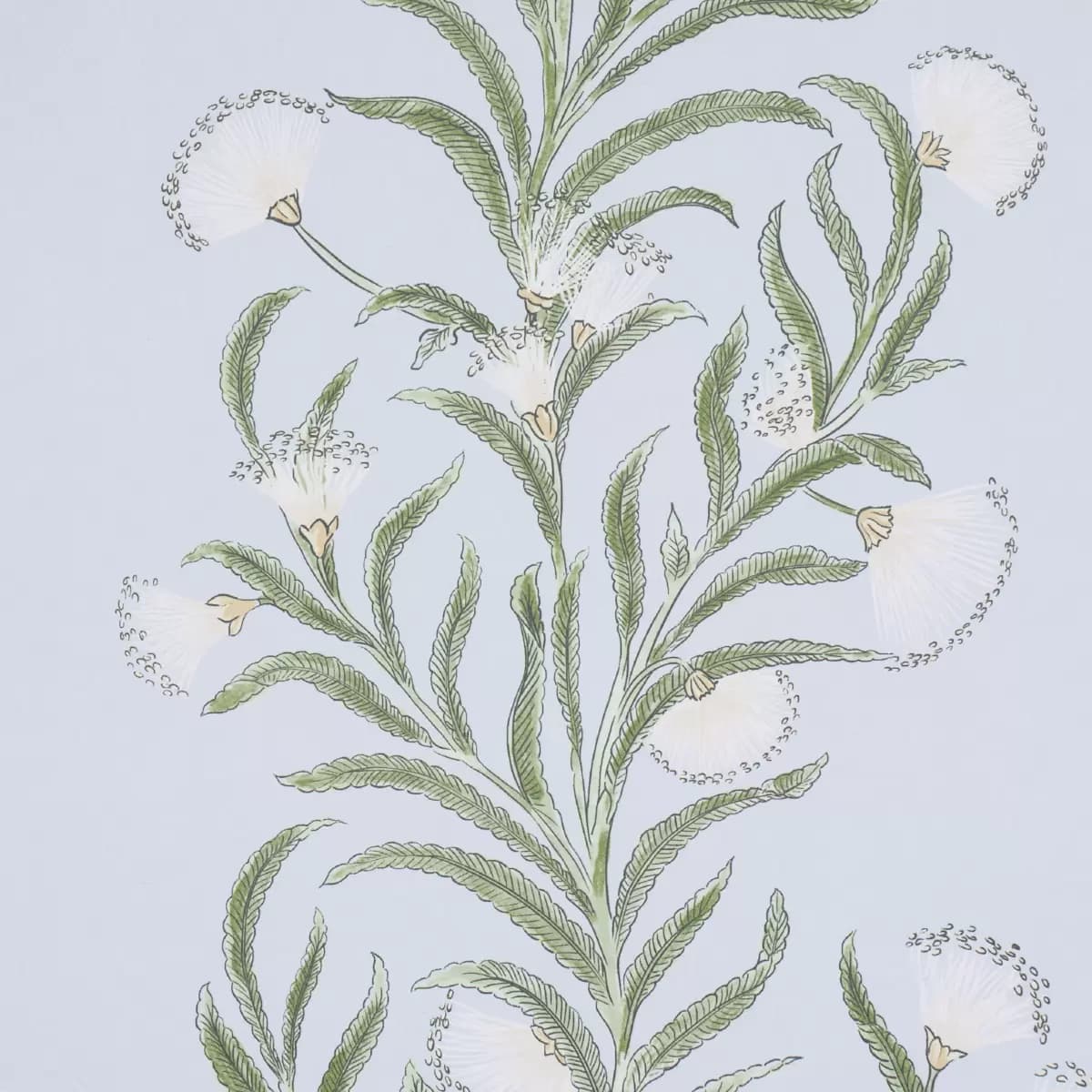 TASMANIAN MIMOSA_ SKY