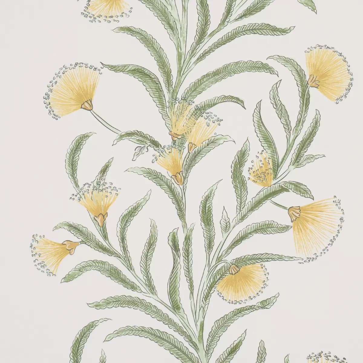 TASMANIAN MIMOSA_ MARIGOLD