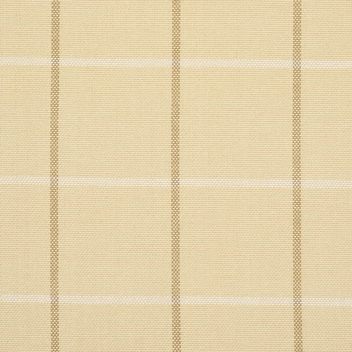 FRANNIE WINDOWPANE_ CAMEL