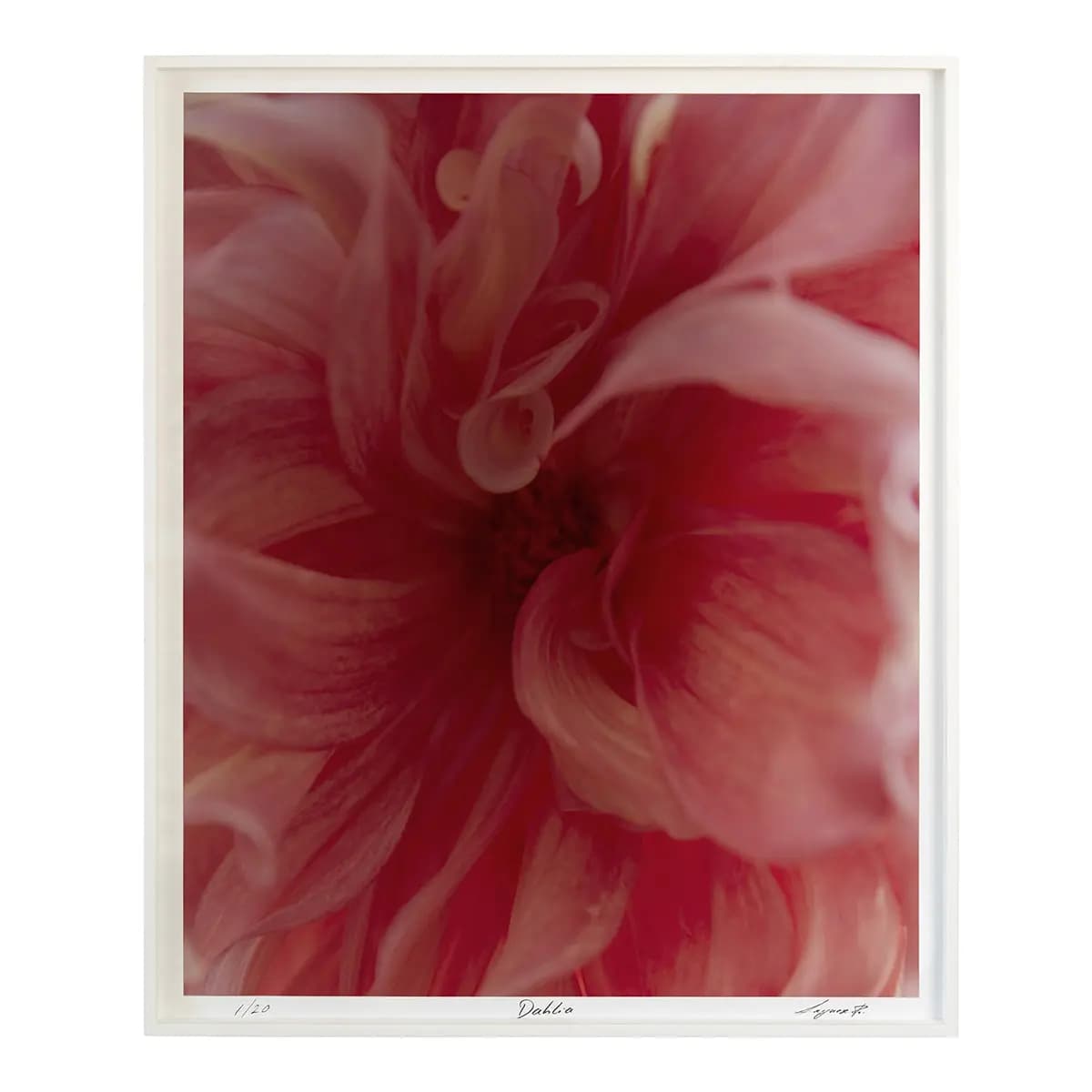 Dahlia - A_ FUSCHIA
