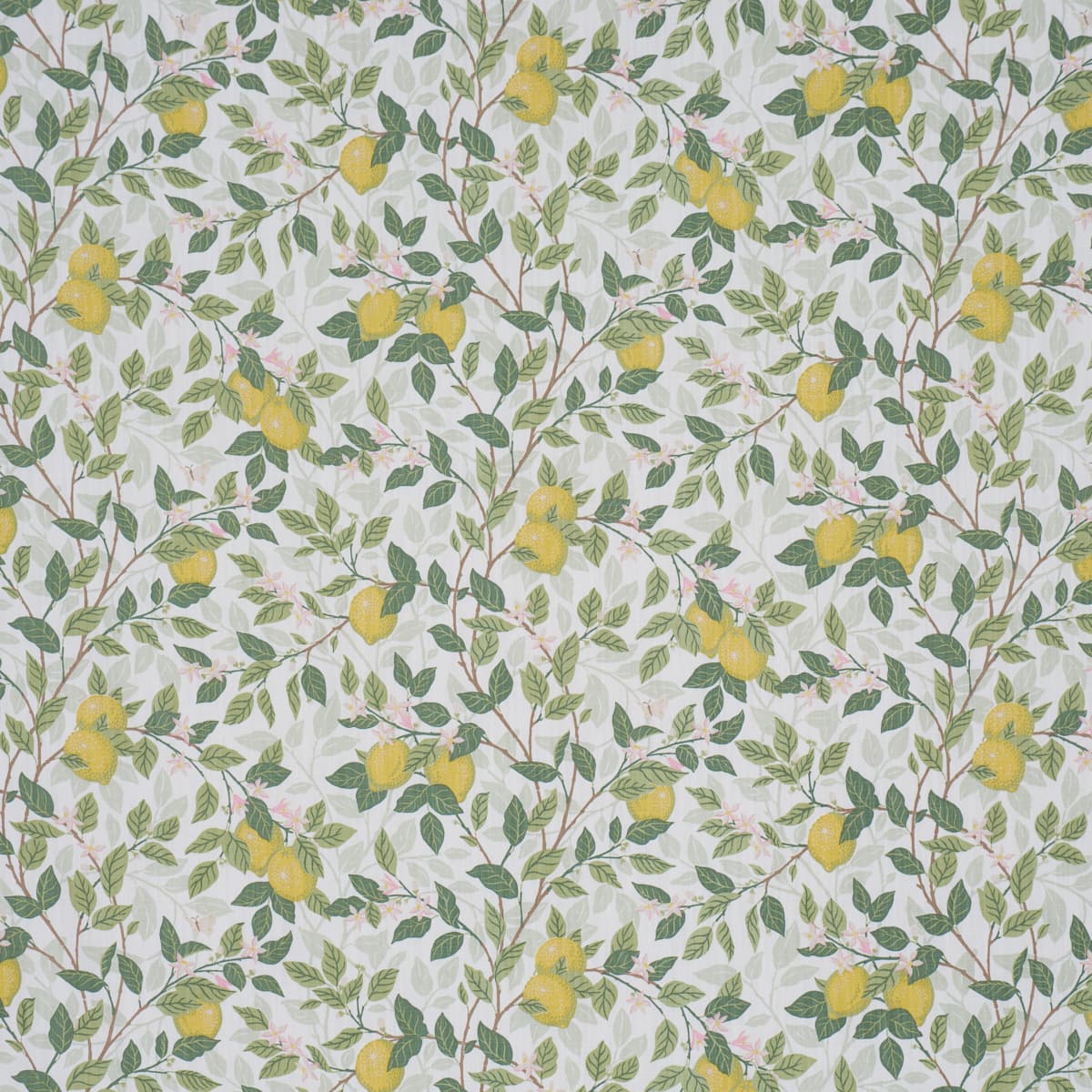 CITRONTRÄD - IVORY AND LEAF