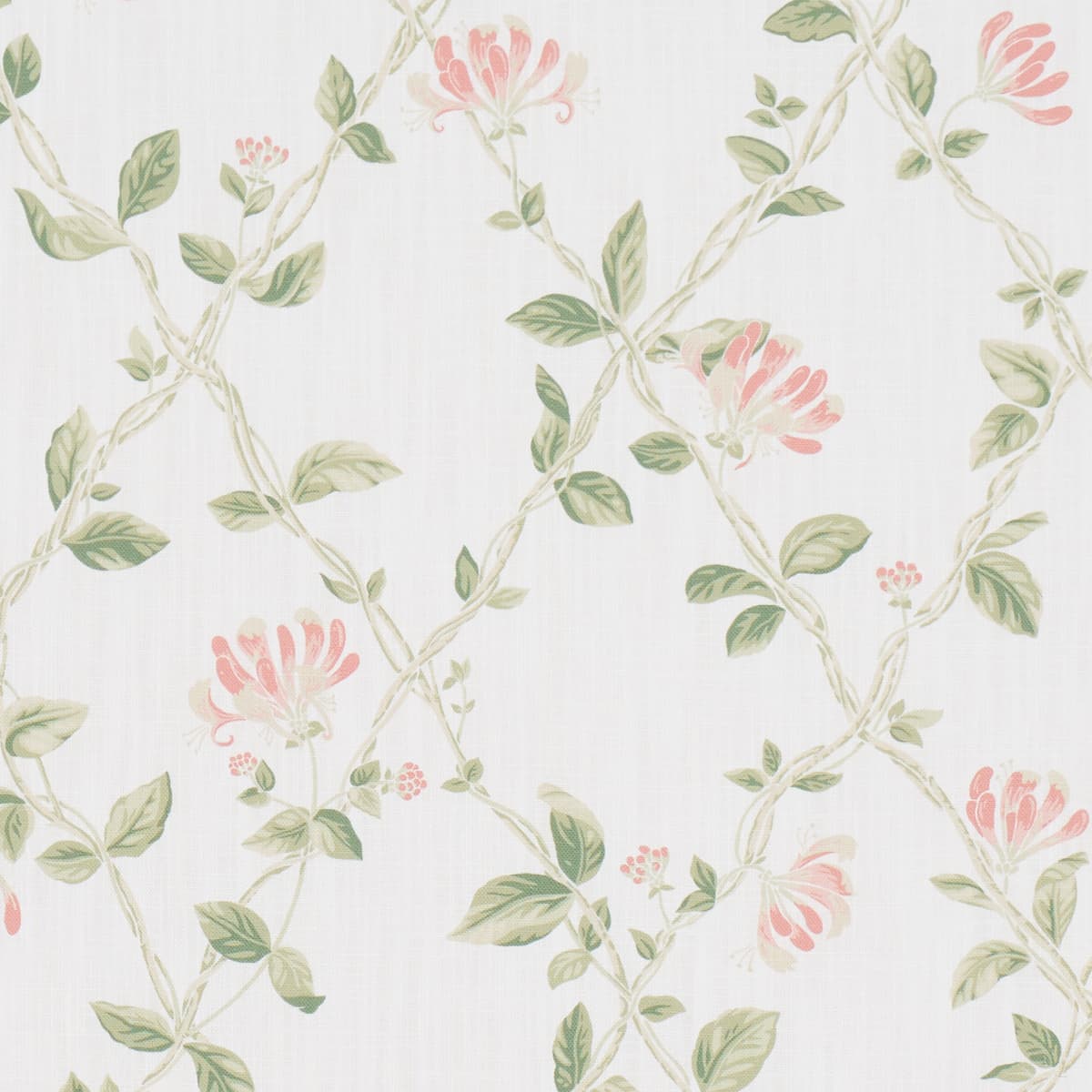 HONEYSUCKLE - LEAF
