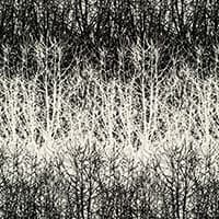 BIRCHES - BLACK
