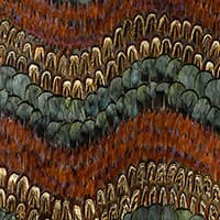 BISCAYNE - PEACOCK & PHEASANT