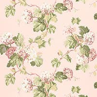 VIBURNUM - BLUSH