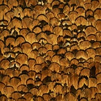 LIMONITE - APRICOT