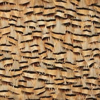 MUSCOVITE - CRACKER KHAKI