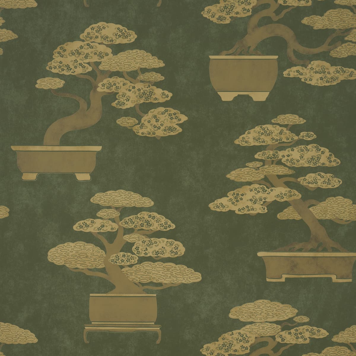 BONSAI TREE - OLIVE