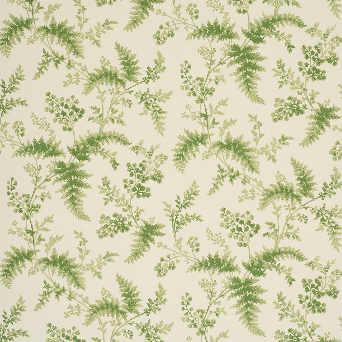 MAIDENHAIR - MOSS