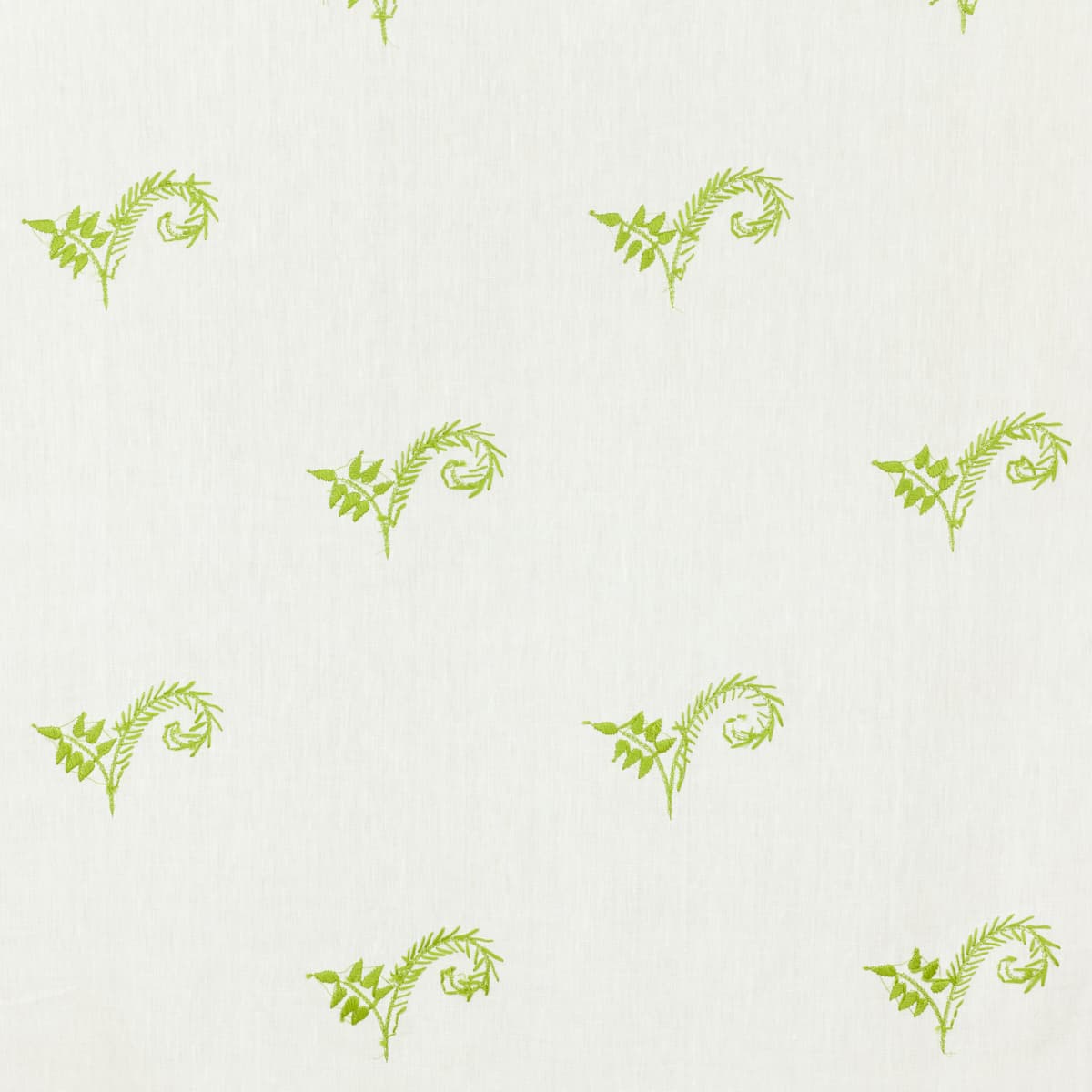 Fiddlehead - LAWN