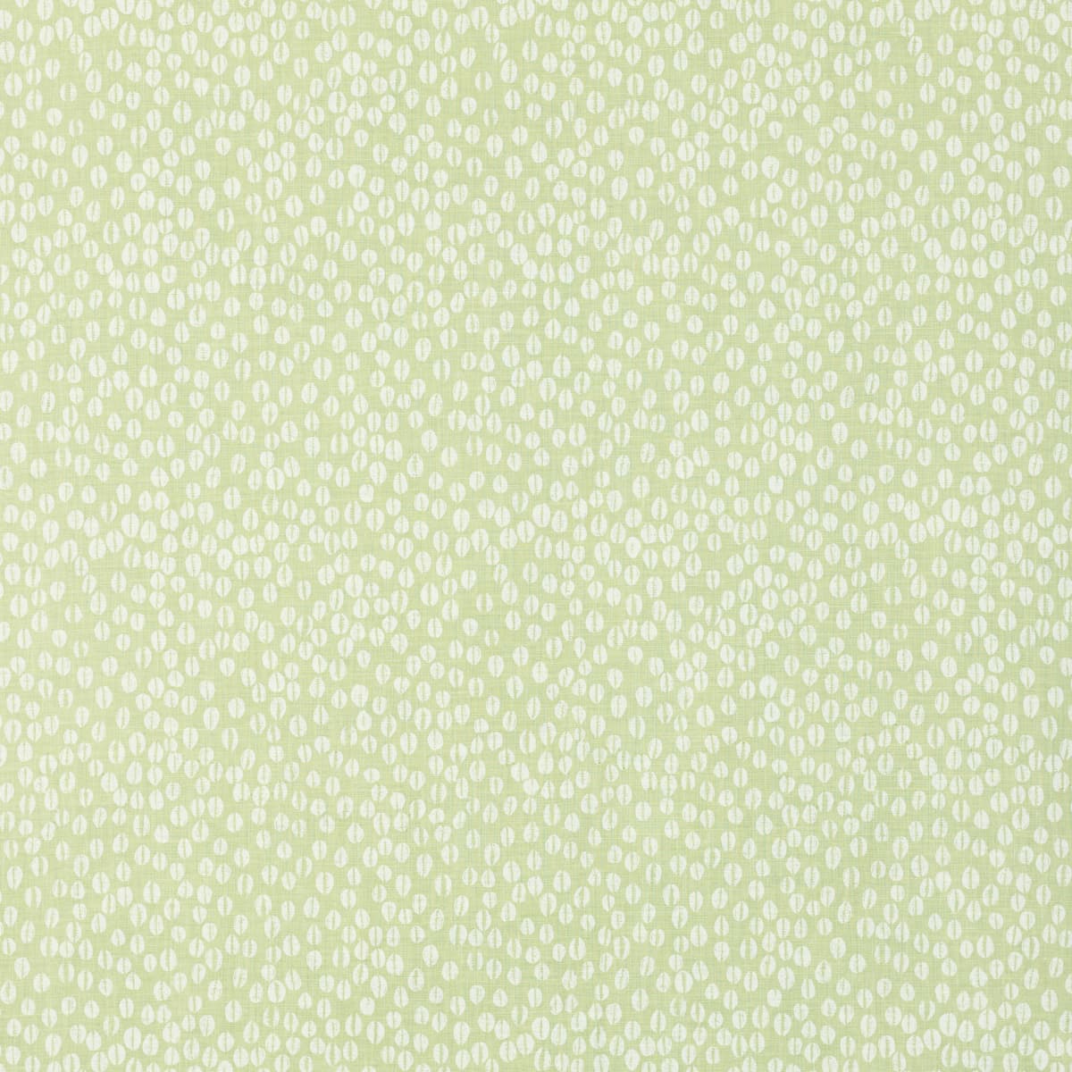 Cowrie - OLIVINE